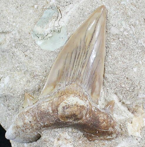 Large Otodus Shark Tooth Fossil In Matrix #24885
